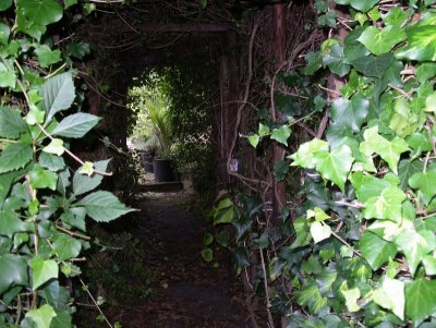Ivy walkway (Aug 08)