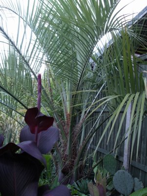 Butia capitata (Aug 08)