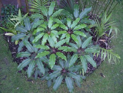 Schefflera aff. chapana (Aug 08)