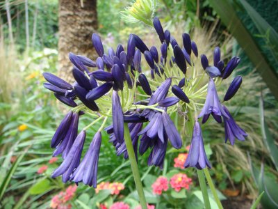 Agapanthus 'Mood Indigo' 2008