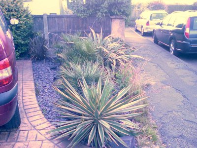 Yucca now gone (too spiky for kids) Sep 07