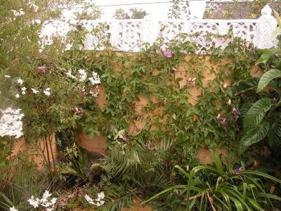 september 05 passiflora 'amethyst' thriving