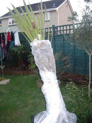 Yucca 2.JPG