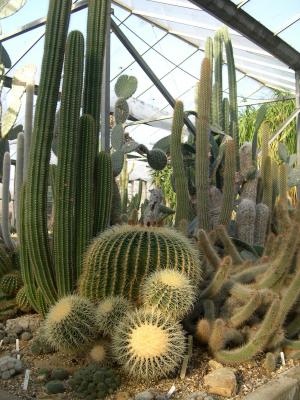 Hollygate Cactus Nursery (UK)