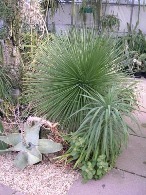 Agave stricta ? Beautiful but very sharp!