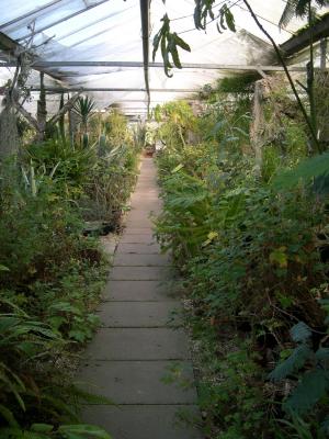 A leafy corridor
