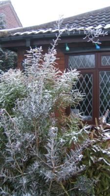 Frozen Banksia and Callistemon