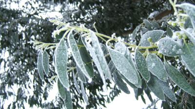 Frozen Eucalyptus