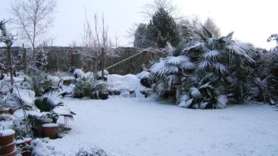 Snowed Under Palms