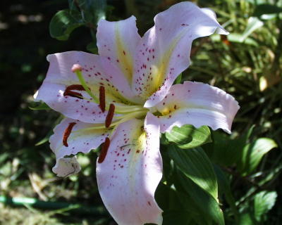 Lilly Flower.