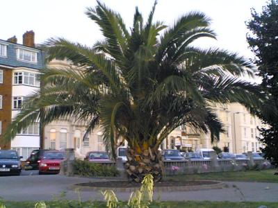 Phoenix canariensis, Southsea Common, Oct 2005