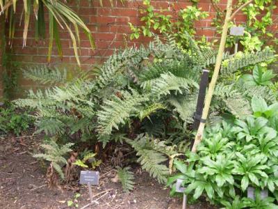 Blechnum chiliensis