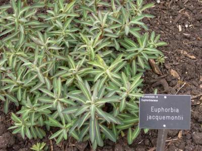 Euphorbia jaquemontii