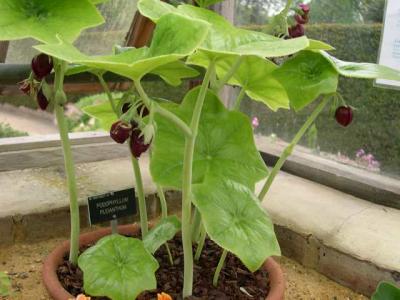 Podophyllum