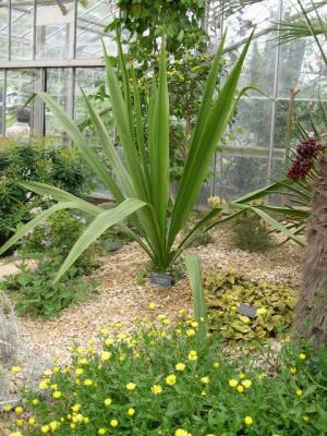 Doryanthes palmeri