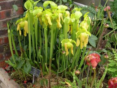 Carniverous plants