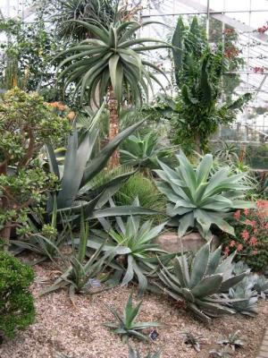 Succulent planting