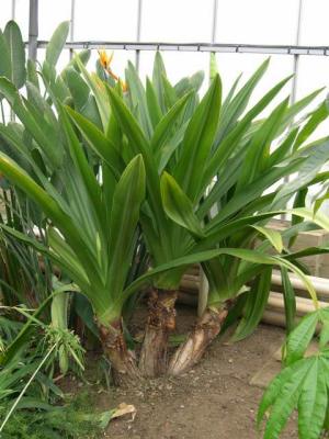 Crinum giganteum