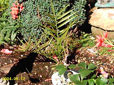 my dactylifera
