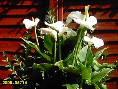 arum lilly