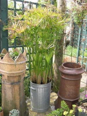 Cyperus in the pot garden
