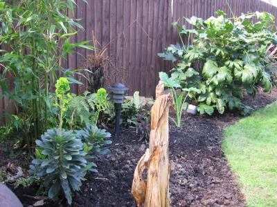 Washingtonia also a gonner. More room for the basjoo and its new neighbour Mr Alocasia maccrohizos