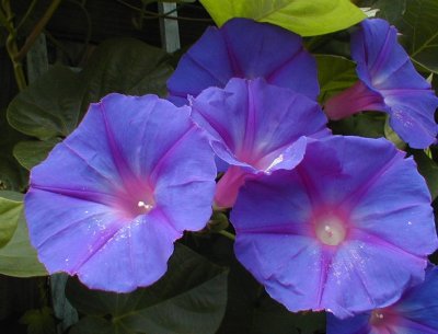 The flowers are much larger than the annual morning glories, they stay open longer each day, and it carries on much later in the season. It's also perennial if you have the right (micro)climate.
