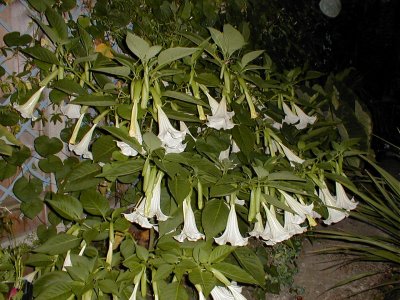 Sep 2006 - the Brugmansia is over 6 feet tall, and has 50-60 strongly-scented flowers, each 1 foot long.