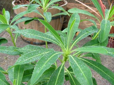 Euphorbia pasteurii var.John Phillips
