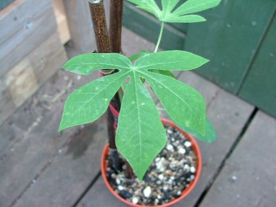 Manihot Grahamii Seedling leaf 2