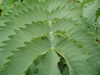 Melianthus leaf 3.jpeg