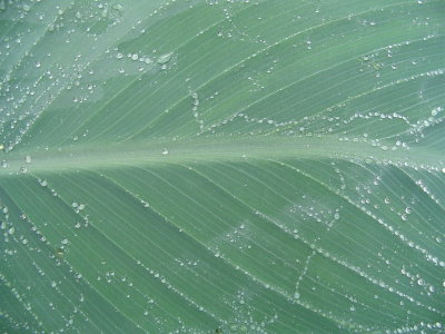 Rain on canna leaf 2.jpeg