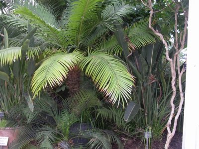 Cycas circinalis Macrozamia communis.(Temperate house)