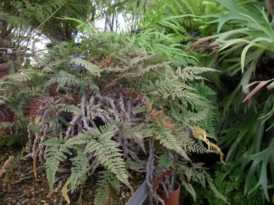 Humata tyermannii.(temperate house)