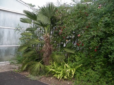 Trachycarpus wagnerianus