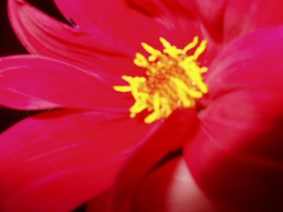 Dahlia coccinea