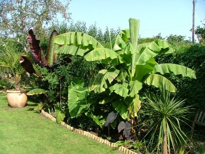 Sunny border