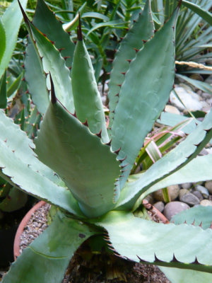 agave durangensis 2007
