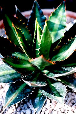 agave lophantha hybrid