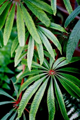begonia luxurians