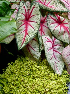 caladium 2007