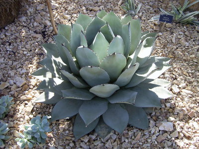 Agave parryi