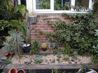 Cacti & succulents, extended border