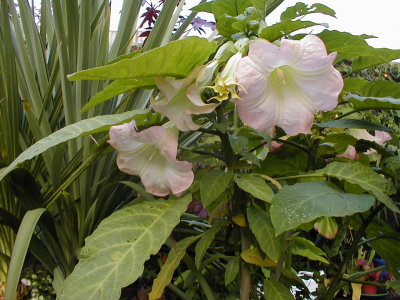 Brugmansia (unknown variety/hybrid)