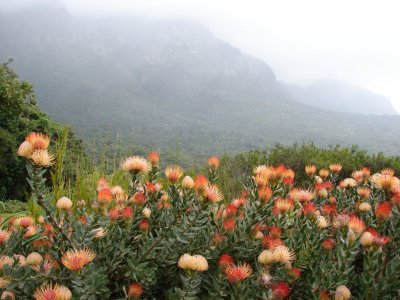 Kirstenbosch Botanical Garden - Cape Town South Africa