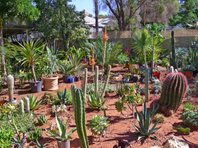 Cacti and subtropicals