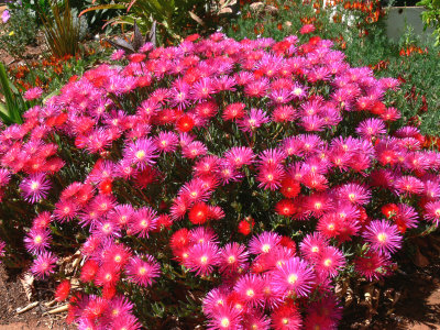 'Pigface' aka Lampranthus rosea