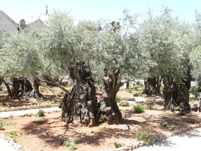 Ancient Olive trees in Jerusalem, Israel