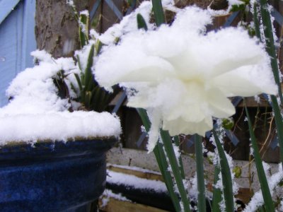 Narcissus 'Thalia'