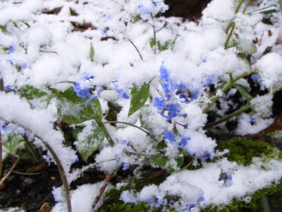 Brunnera 'Jack Frost'